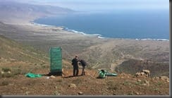 Atrapanieblas en Paposo