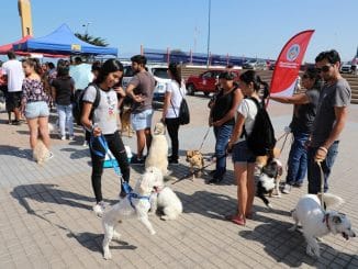 Municipalidad de Antofagasta sigue apoyando la Ley Cholito