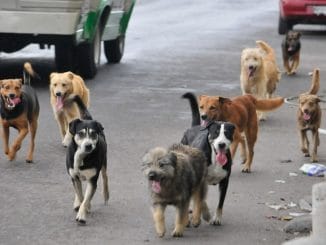 Calama contará con Clínica Veterinaria Móvil Completamente Equipada