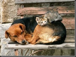 20-cats-sleeping-on-dogs