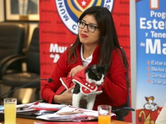 Más feliz que el gato de la “muni”: Antofagasta con todo en defensa de mascotas…