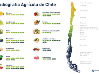 La cereza se posiciona como la favorita de la producción frutícola en Chile