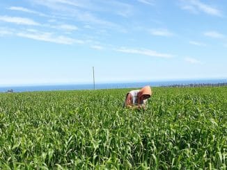 Científicos contribuyen a entender cómo un grupo de bacterias podría incrementar la agresividad de una plaga de los cereales