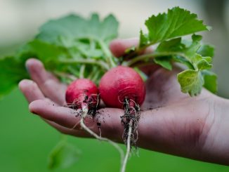 Cómo crear y cuidar tu huerta orgánica en invierno