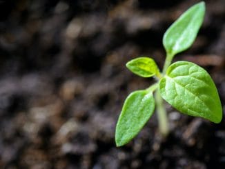 Día Mundial del Medio Ambiente: cómo cuidar al planeta desde casa