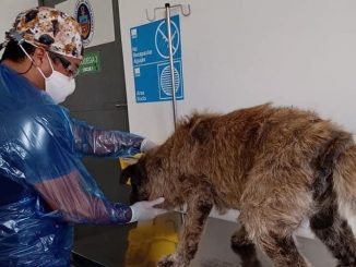 Habilitan atención primaria veterinaria en Estadio Regional durante cuarentena