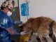 Habilitan atención primaria veterinaria en Estadio Regional durante cuarentena