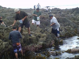 Con producción de semillas buscan repoblar praderas marinas de macroalgas