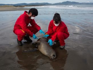 Día Nacional del Medioambiente: Los problemas ambientales que visibilizó la pandemia