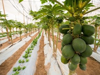 Agricultura sustentable es lo más consultado en nueva plataforma de contenidos gratuitos chileagricola.cl