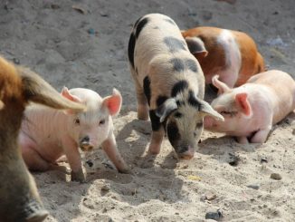 SAG Antofagasta llama a efectuar Declaración de Existencia Animal (DEA)