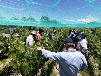 Con apoyo de Indap pequeños viñateros de Toconao producen galardonados vinos a más de 2.600 metros de altura