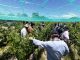 Con apoyo de Indap pequeños viñateros de Toconao producen galardonados vinos a más de 2.600 metros de altura