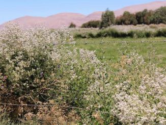 Expertos del INIA entregarán asesoría técnica a los agricultores loínos para atacar la Mostaza Negra