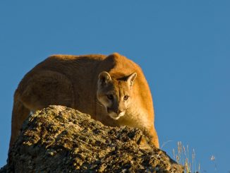 ONG Sinergia Animal en Chile: Reporte da cuenta que producción de alimentos es el factor principal de la pérdida de biodiversidad