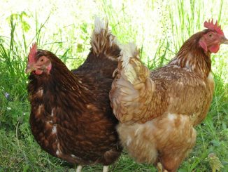 Huevos de gallinas libres de jaulas, la tendencia mundial que Dominó consolida este 2021