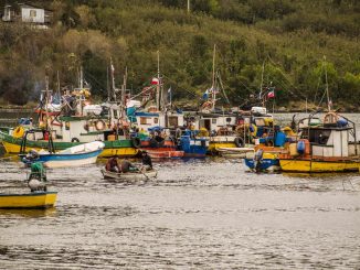 Informe anual de pesquerías evidencia mejoras en sardina, langostino y otros recursos clave