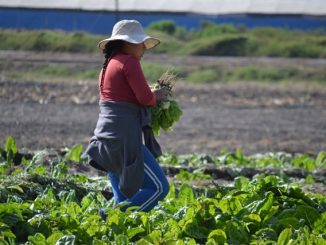 CNR anuncia nuevo curso online gratuito para mujeres agricultoras