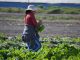 CNR anuncia nuevo curso online gratuito para mujeres agricultoras