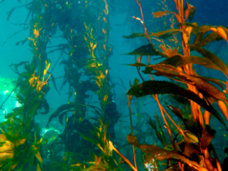 U. de Antofagasta desarrolla estudio que transformará el mundo de las algas