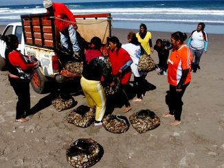 Subsecretaria crea canal de comunicación permanente con mujeres de la pesca artesanal de la región de Antofagasta