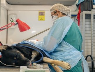 Esterilizan y chipean gratis a perros y gatos en Calama