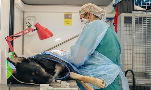 Esterilizan y chipean gratis a perros y gatos en Calama Esterilizan y chipean gratis a perros y gatos en Calama