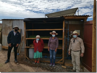 Con forraje hidropónico sustentable agricultores de Taira se reinventan en agricultura 02