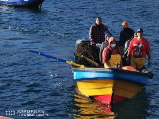 Región de Antofagasta: Pescadores de Caleta Cifuncho diversifican sus actividades y concretan su primera cosecha de ostiones y ostras