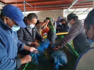 Cien mil semillas de ostiones cultivadas en ambiente controlado serán distribuidas a pescadores de la región