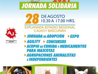 Perrotón 2021: Realizarán jornada solidaria por los animales en Antofagasta