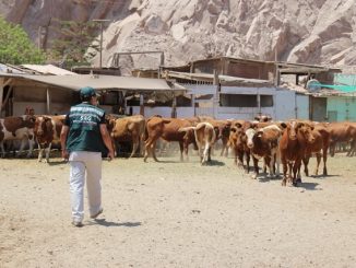 Realizan llamado para efectuar la Declaración de Existencia Animal Realizan llamado para efectuar la Declaración de Existencia Animal