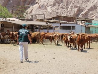 Realizan llamado para efectuar la Declaración de Existencia Animal