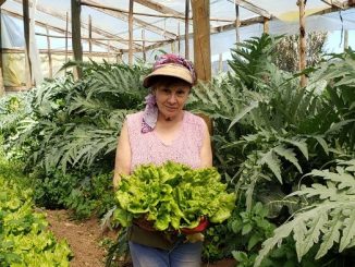 Pequeños productores agrícolas destacan aprendizajes en Curso de Liderazgo y Estrategia Digital que ofrece INDAP