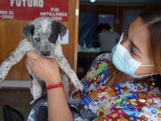 Fundación Anastasia realiza operativos para esterilizar a perros y gatos de Calama