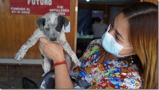 Fundación Anastasia realiza operativos para esterilizar a perros y gatos de Calama