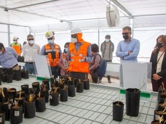 Albemarle inaugura primer vivero en Planta Salar de Atacama