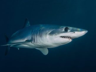 Investigador de la UA lidera proyecto para proteger tiburones en riesgo de extinción