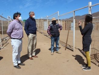 Plan para controlar a la población canina abandonada en Taltal