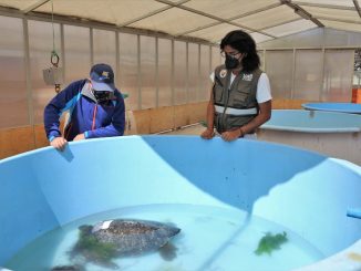 Tortuga derivada desde Chiloé estará tres meses en recuperación antes de retornar a su hábitat