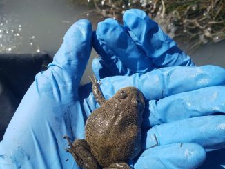 Minera El Abra estudia y apoya la conservación de sapos endémicos del Salar de Ascotán