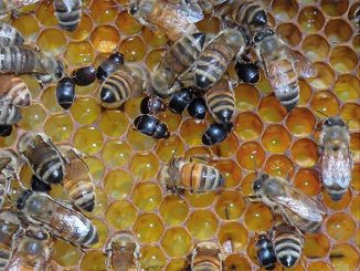 Se refuerzan medidas de vigilancia tras la detección en Bolivia de grave plaga que afecta a las abejas