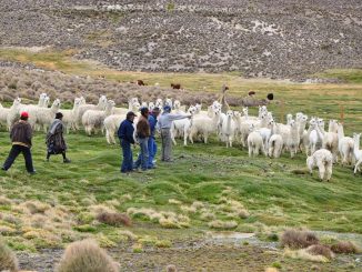 Presencia de camélidos en Antofagasta baja en 20%: crean mesa para impulsar el sector