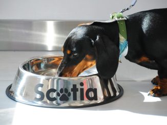 Scotiabank inaugura la primera sucursal Pet Friendly de la Región de Antofagasta Scotiabank inaugura la primera sucursal Pet Friendly de la Región de Antofagasta