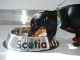 Scotiabank inaugura la primera sucursal Pet Friendly de la Región de Antofagasta