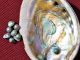 Proyecto de cultivo de perlas abalón desarrollado en la UA inicia su etapa de internacionalización