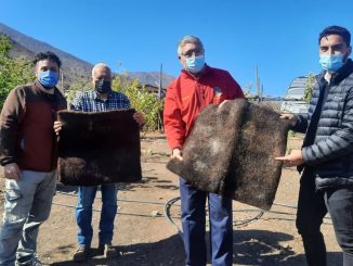 Alfombras de pelo para ahorro hídrico potenciarán la agricultura en el desierto