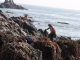 Caleta Punta Atala busca recuperación de huiro negro con Fondo Ambiental de Minera El Abra