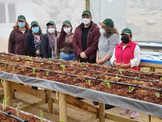 Cultivos hidropónicos y de ostiones en Cifuncho con visión innovadora Cultivos hidropónicos y de ostiones en Cifuncho con visión innovadora