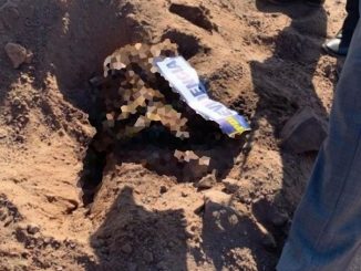 PDI investiga caso de perrita que fue amarrada a una roca y lanzada al mar en Antofagasta